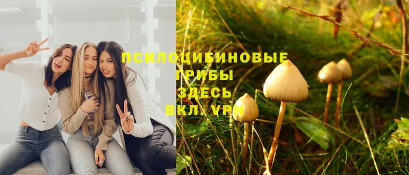 купить   Ревда  Псилоцибиновые грибы Cubensis 